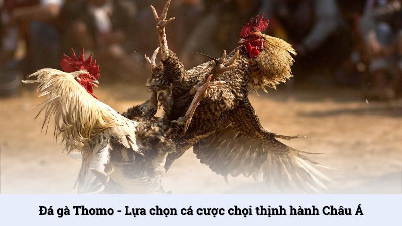 Đá gà Thomo tại Tin88