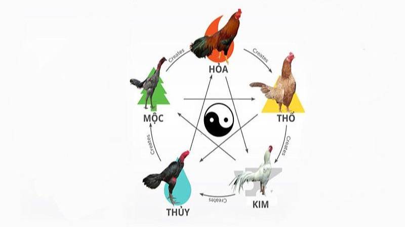 Các yếu tố cốt lõi khi xem ngày đá gà