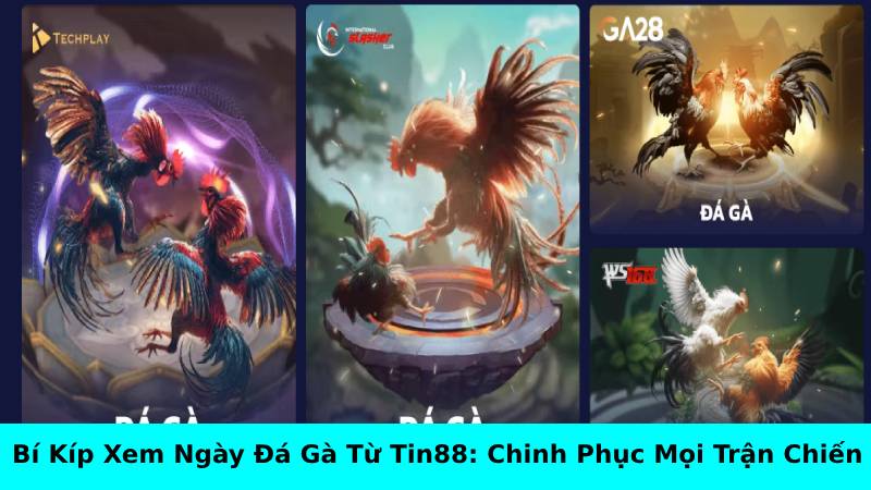 Bí kíp xem ngày đá gà từ Tin88